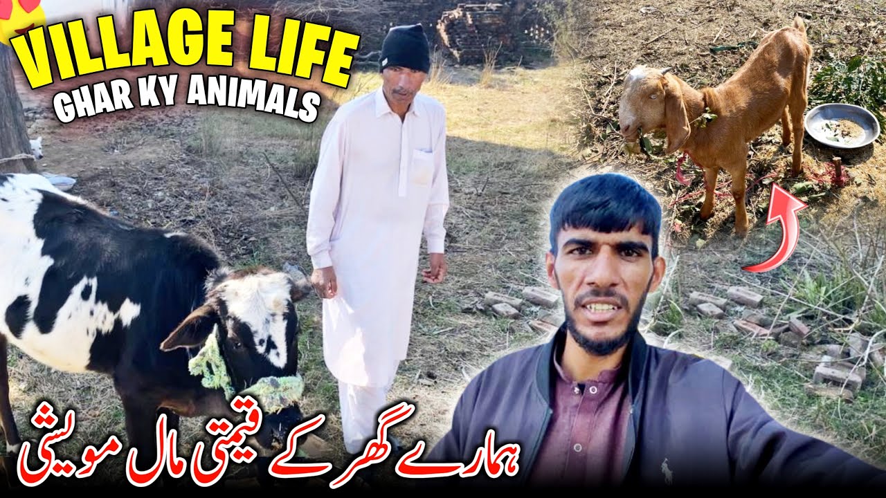 My Village Desi Life 😍 Humare Ghar Ka Janwar || Family Vlog