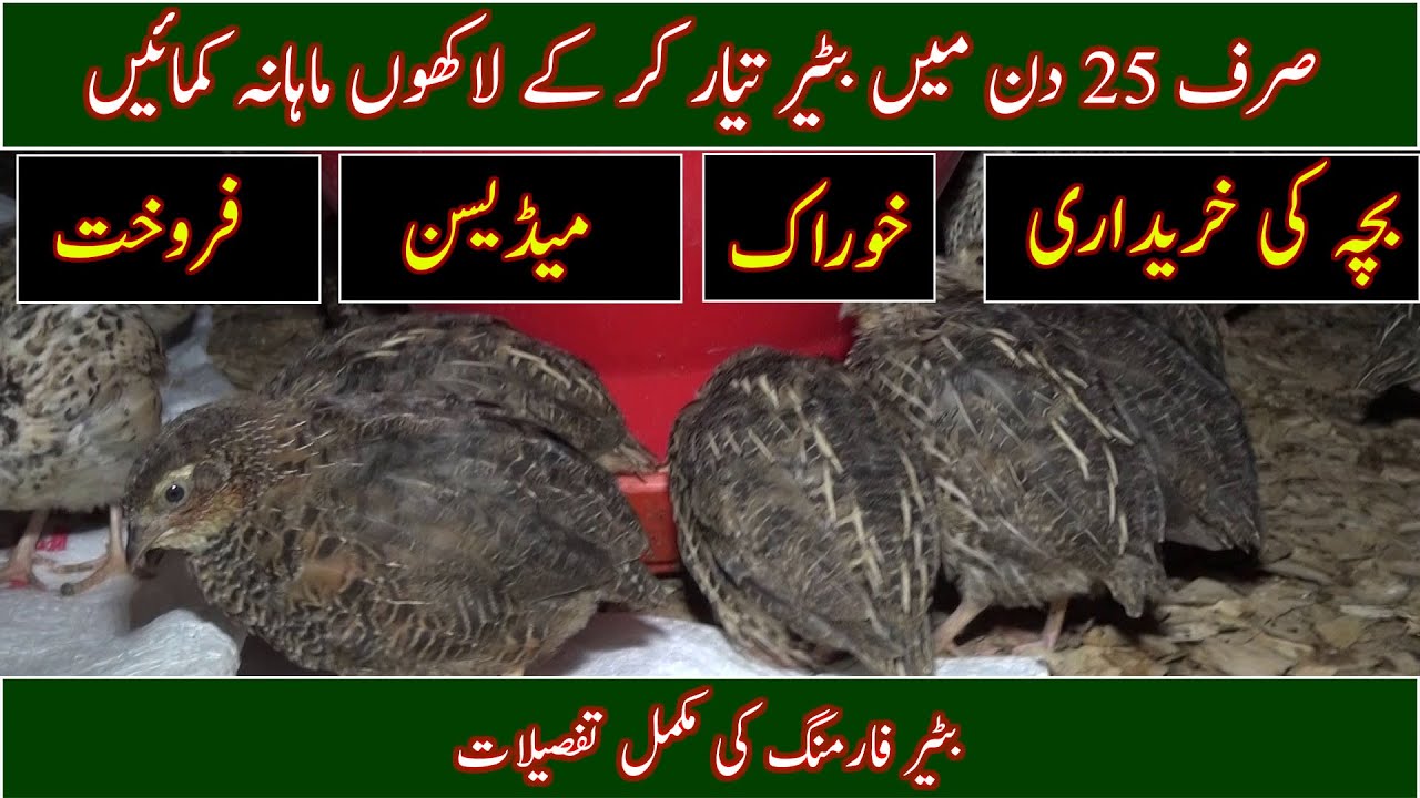 Quail farming in Pakistan|How to start batair farm|Quail meat available|پاکستان میں بٹیر کی فارمنگ