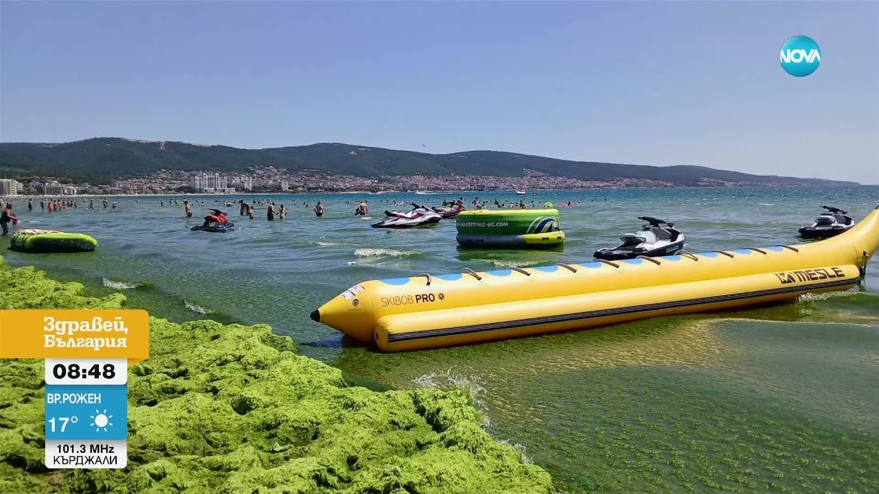 Защо плажът на „Слънчев бряг“ позеленя от водорасли