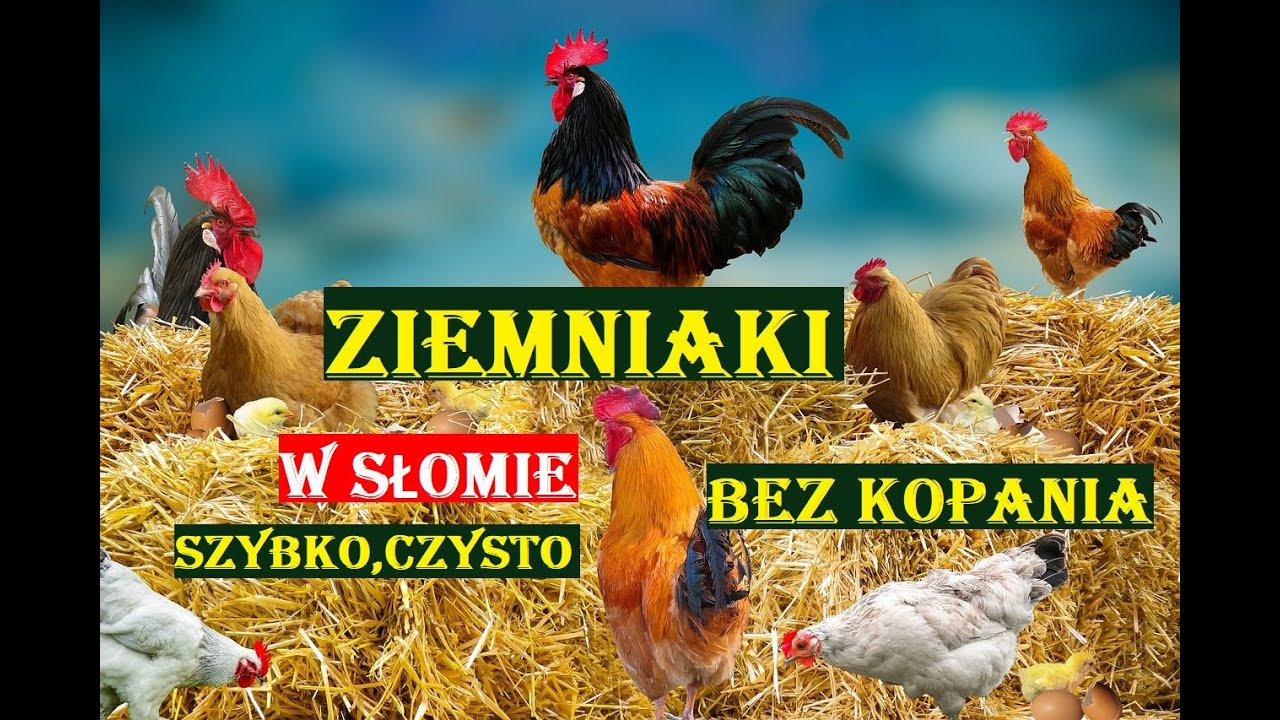 ZIEMNIAKI W SŁOMIE -UPRAWA BEZ KOPANIA, CZYSTO, SZYBKO; POTATOES IN STRAW - NO DIGGING, CLEAN, FAST!