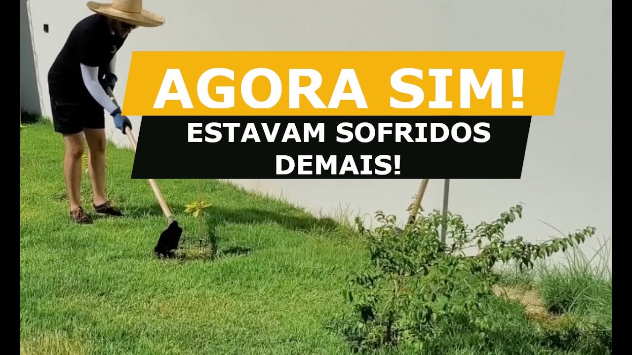 Salvando os pés de café