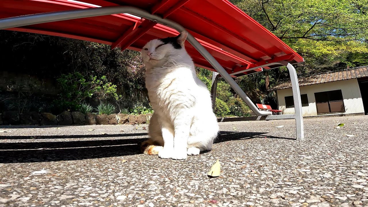 野良猫が言うには我が家は風通しがよく赤い屋根が自慢の自宅だそうです