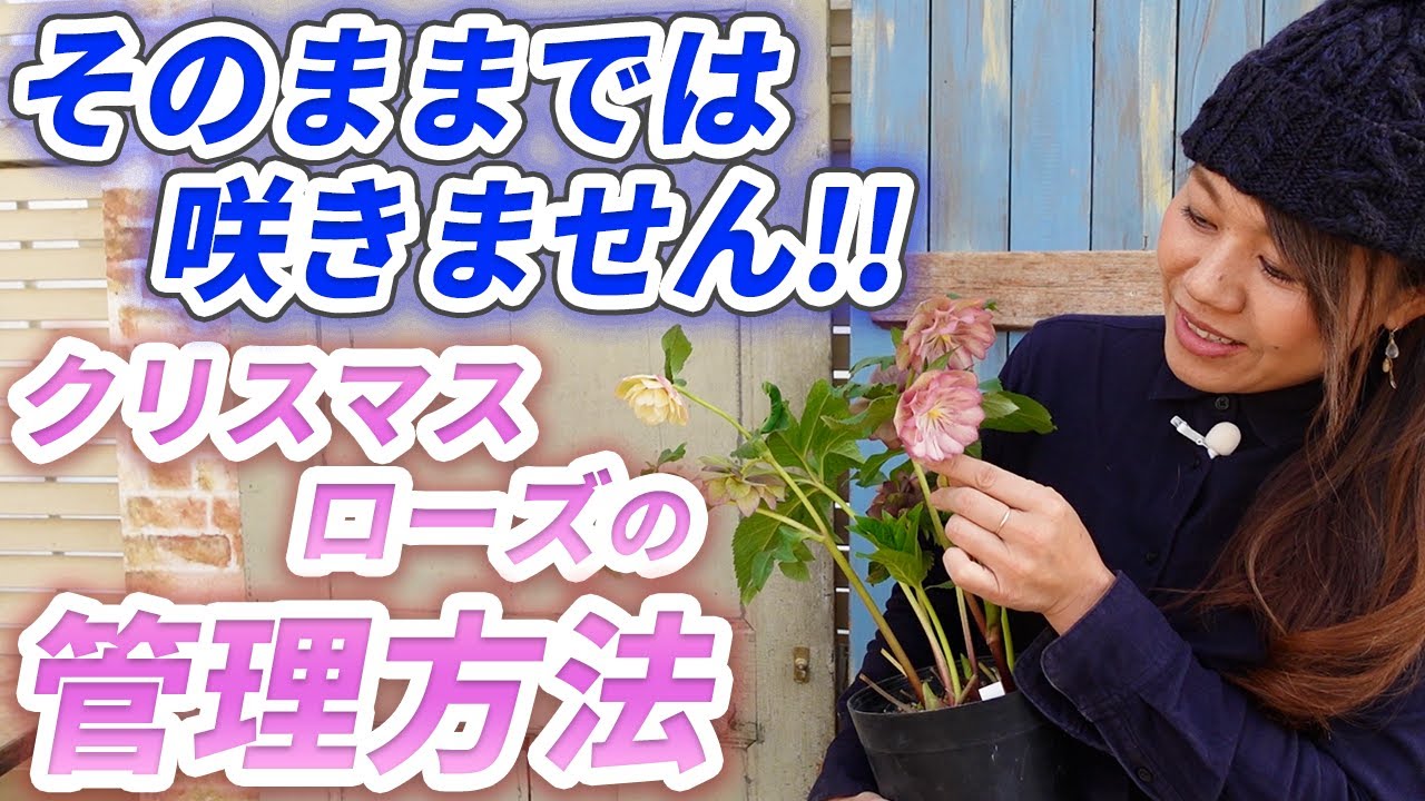 【これでOK！】来年も楽しむためには？クリスマスローズの管理方法を教えます♪【初心者向け】【ガーデニング】【園芸チャンネル】