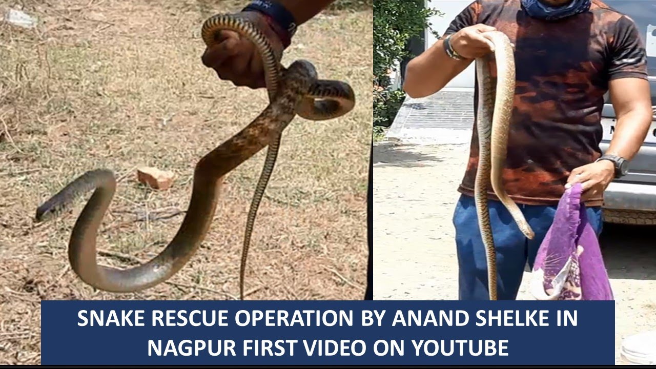 snake rescue operation by Anand Shelke in Nagpur first video on YouTube A big snake rescue video