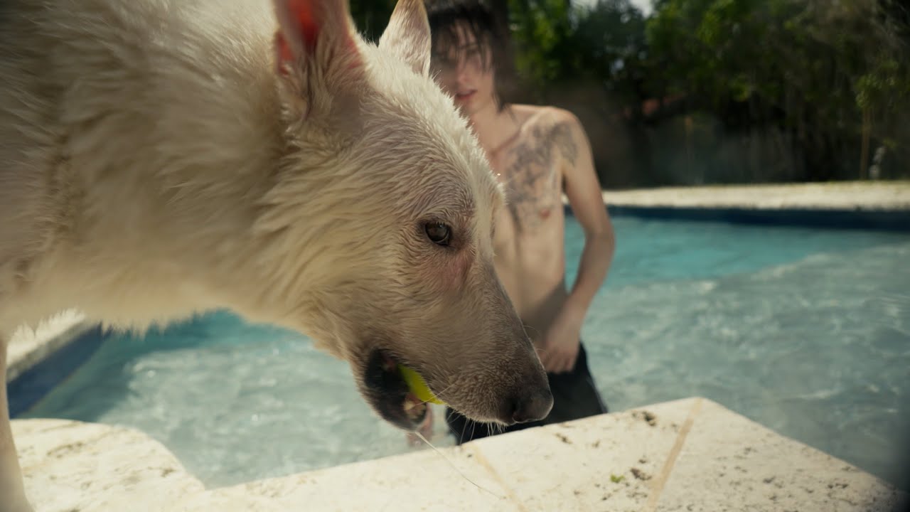 zane lynchetti - doghouse