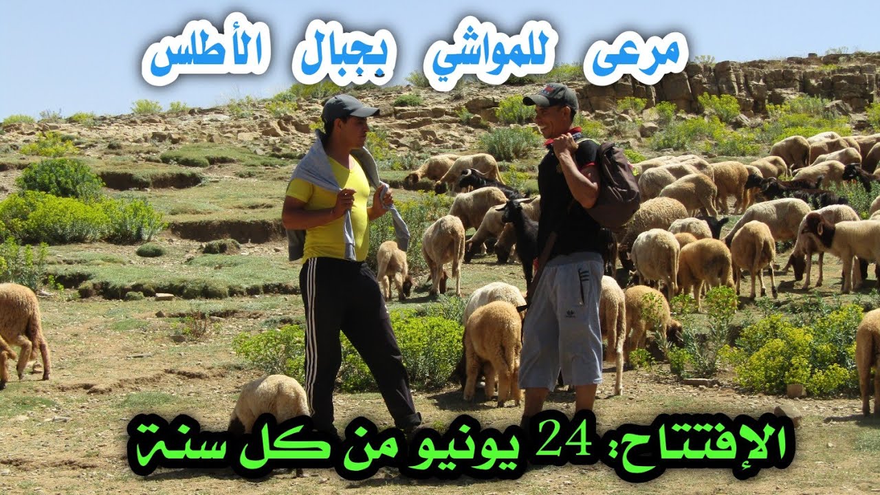مراعي الأطلس # أدرار نأيت مازيغ بجبال الأطلس# Adrar