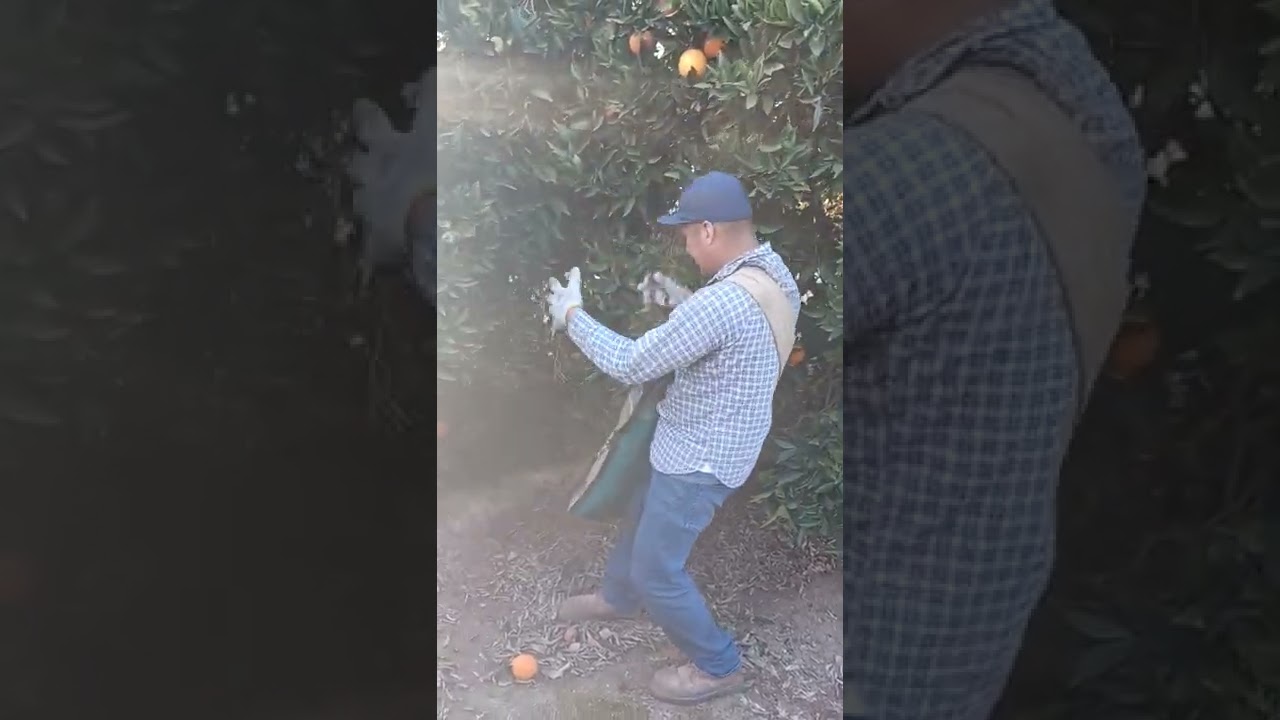 como piscar naranja, mandarina, limón, cítricos...