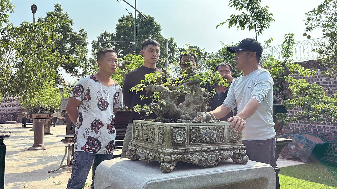 Không gian sân vườn chất lượng của anh Lễ Bonsai ☎️ 092 8618888 | Quảng Tùng