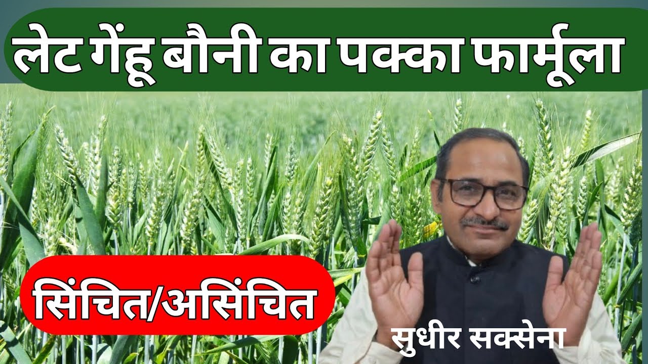 लेट गेंहू की खेती। देरी से बोए गेहूं की उपज कैसे बढ़ाएं। Late Sown Wheat। गेहूं की खेती। Late Wheat।