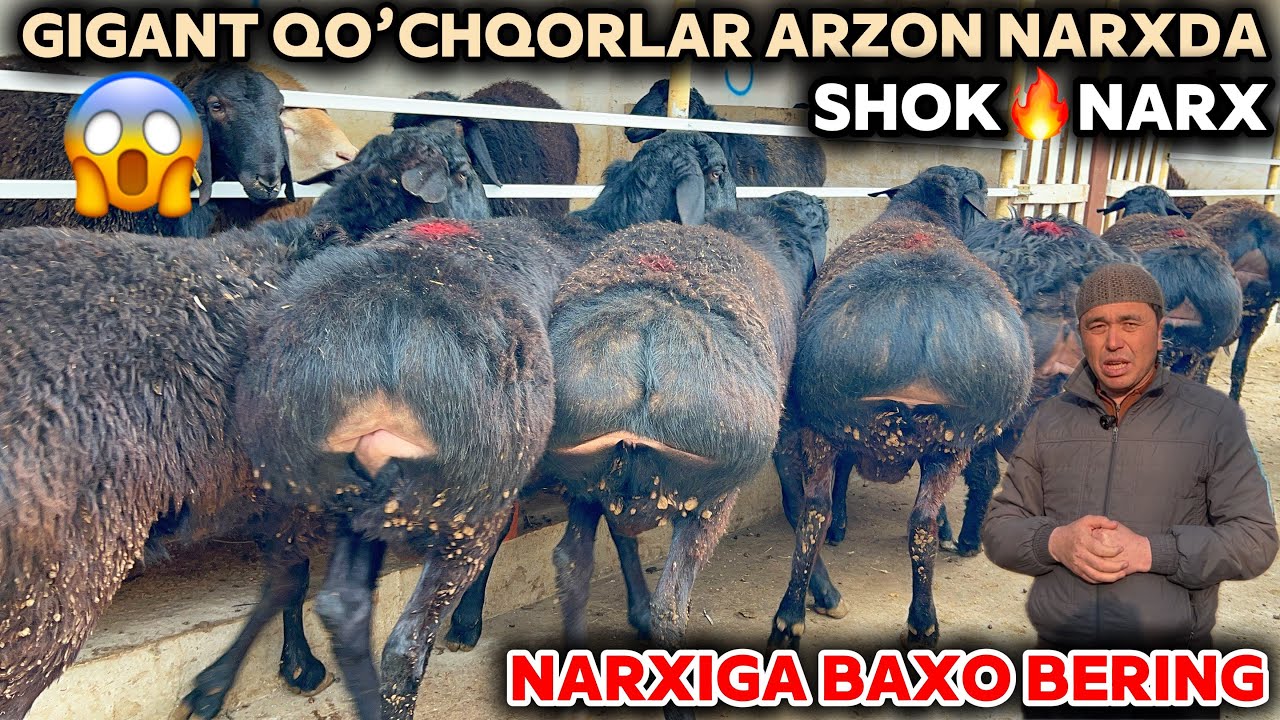 MARUFJON ARZONCHI GIGANT QO’CHQORLAR NARXINI SINDIRDI YIRIK VELEKAN QO’CHQORLAR KELDI