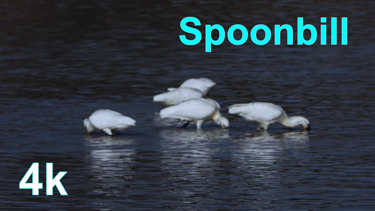 b60228 노랑부리저에새 탐조 2 l Eurasian Spoonbill