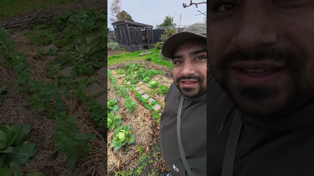 El Campo De Repollos ( Cabbage Patch ) North Richmond With Francisco Meza 