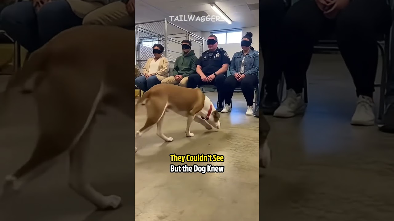 They Couldn&rsquo;t See But the Dog Knew #shelterdog #dogadoption