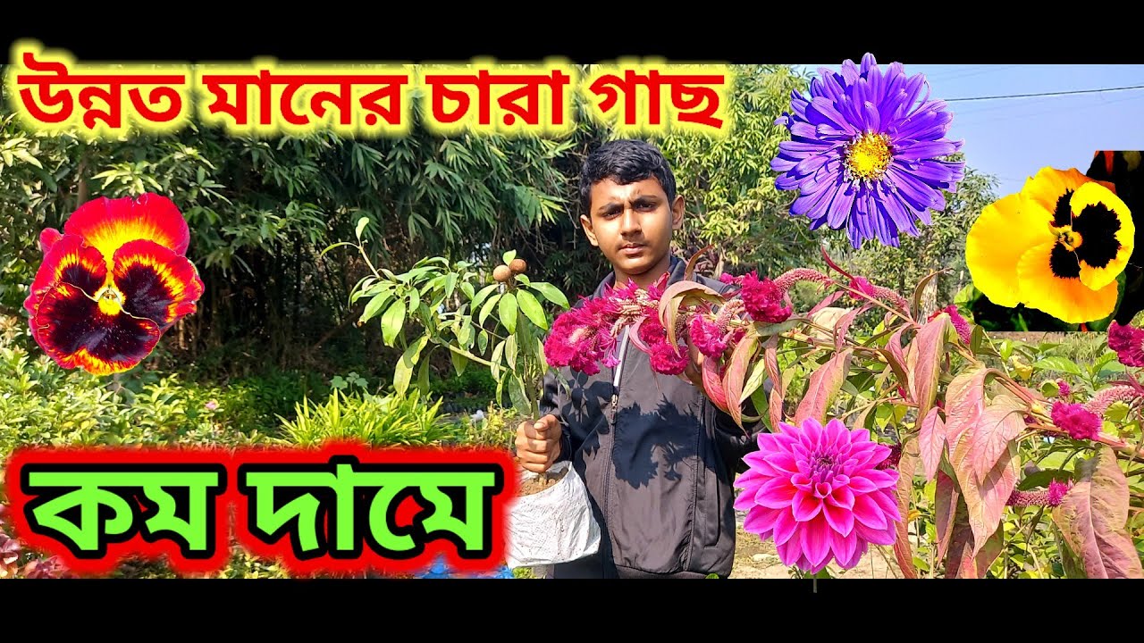 8 টাকা থেকে গাছ! Loknath Nursery Review | Cheapest Plant Market in West Bengal
