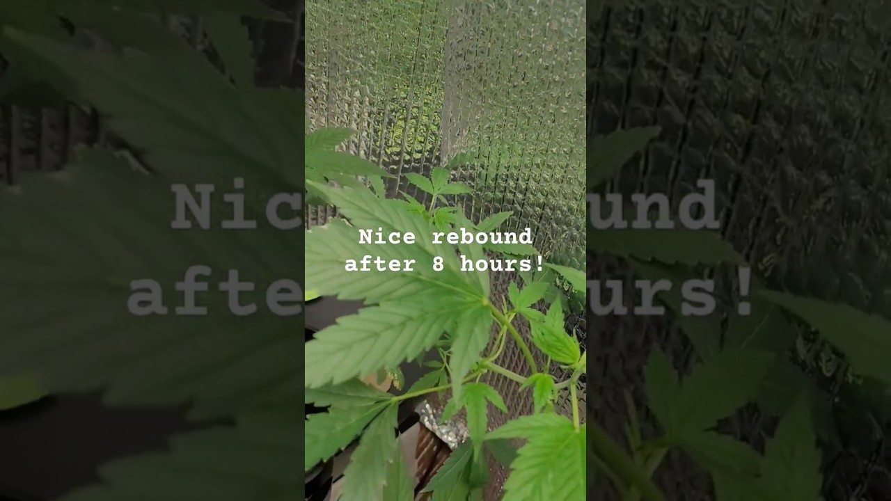 Super Cropped Auto from Nancy's Own Rebounds in 8 Hours!