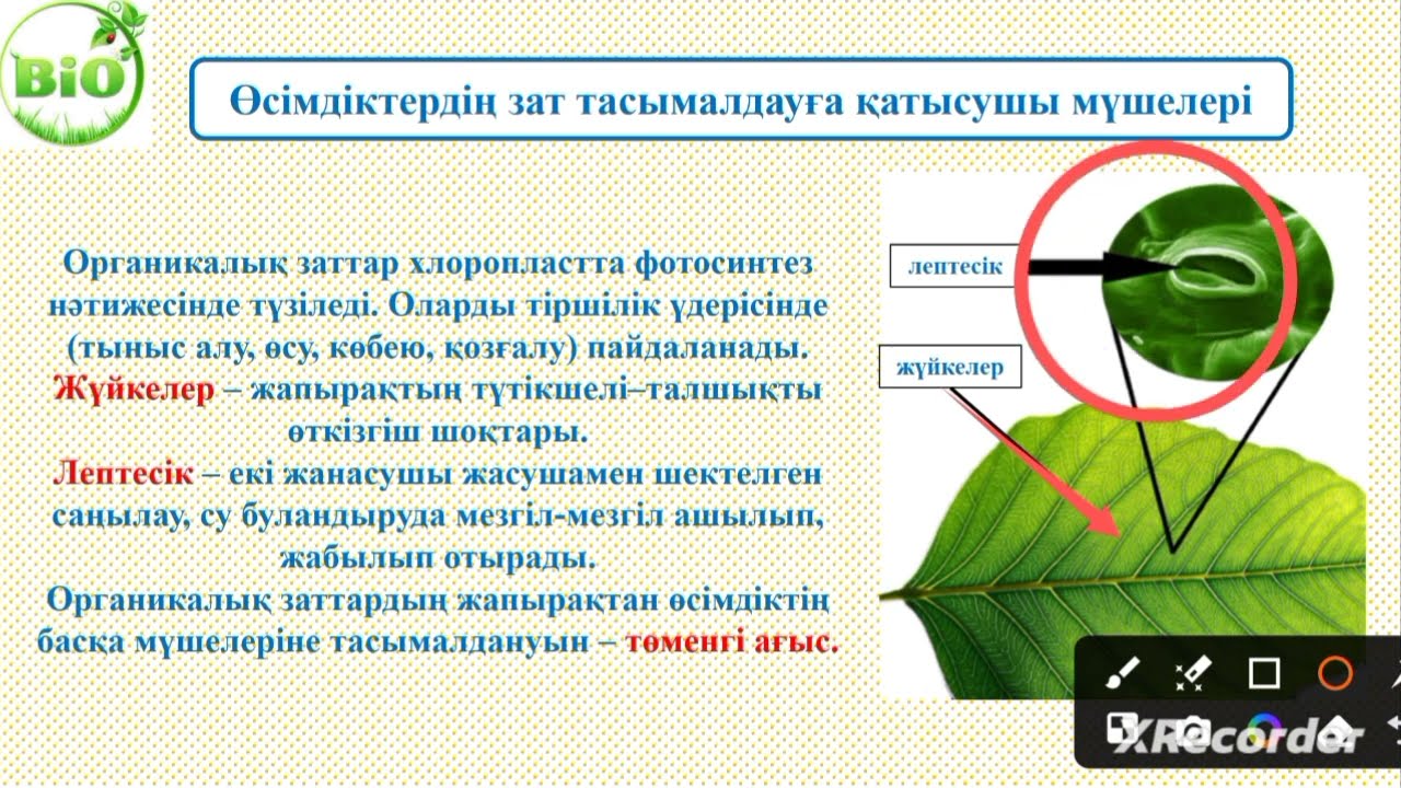 7 сынып ӨСІМДІКТЕРДІҢ ЗАТ ТАСЫМАЛДАУҒА ҚАТЫСУШЫ МҮШЕЛЕРІ