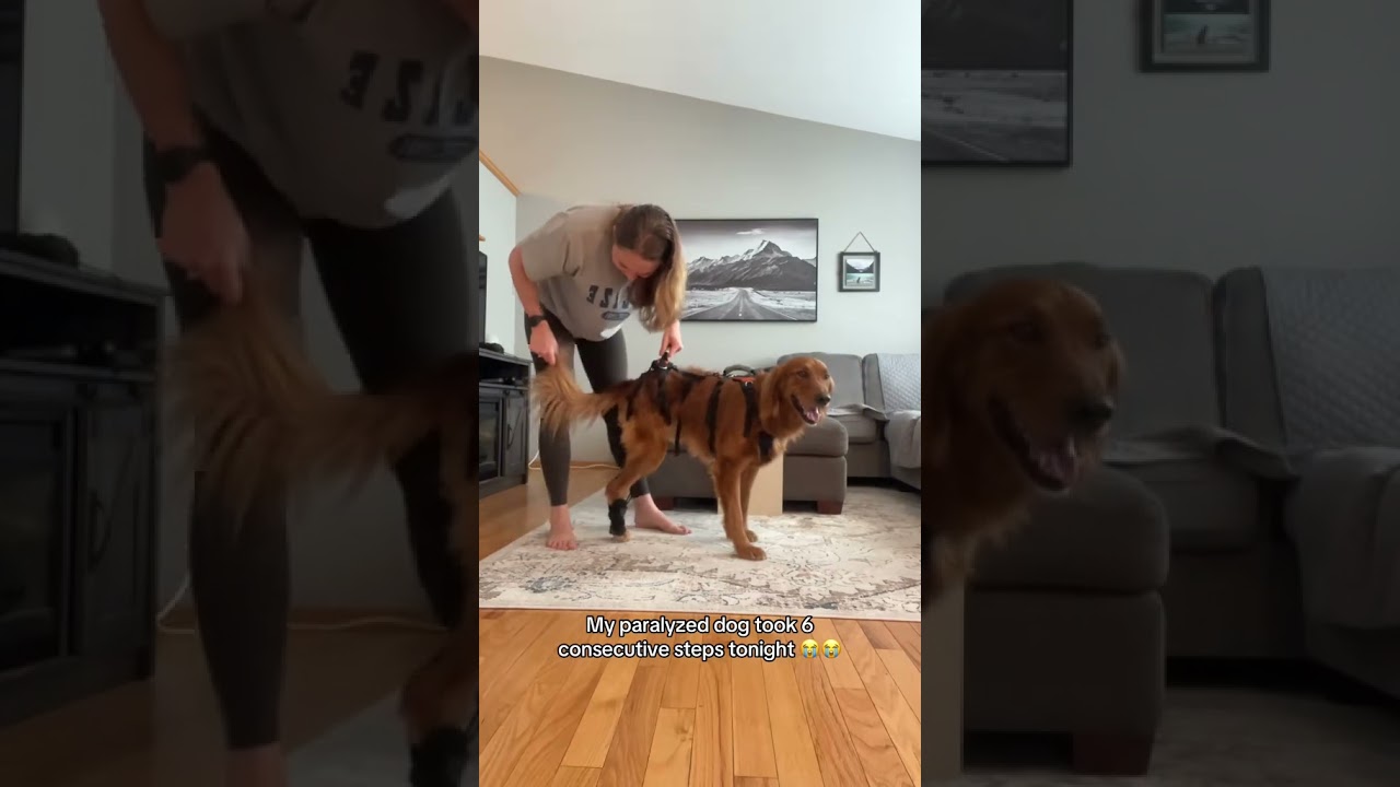 Paralyzed dog takes 6 consecutive steps!!! #goldenretriever #ivdd #paralyzeddog #dog