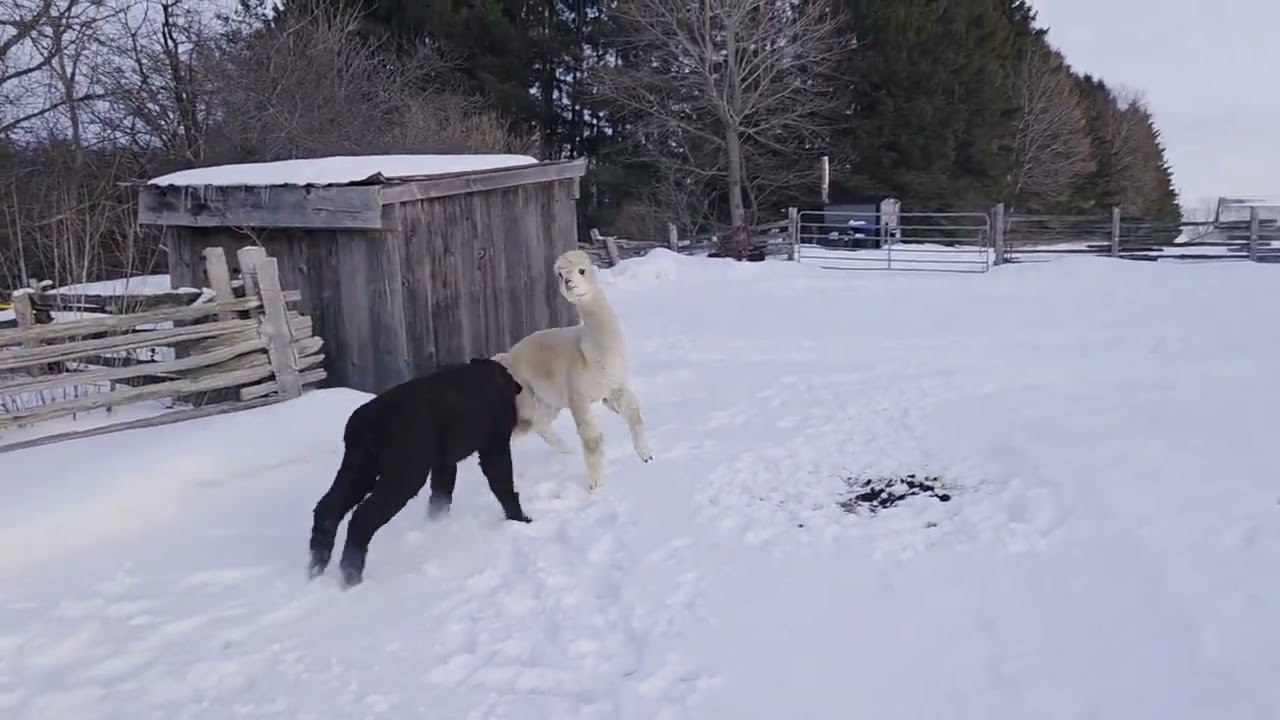 Alpacas Running in the Snow