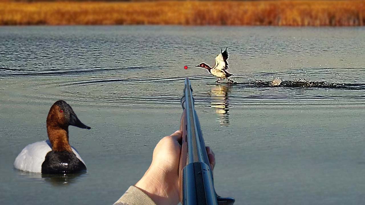 Hunting CANVASBACKS with a 28 GAUGE! (Limited Out) | Solo Afternoon Duck Hunting (Remastered)