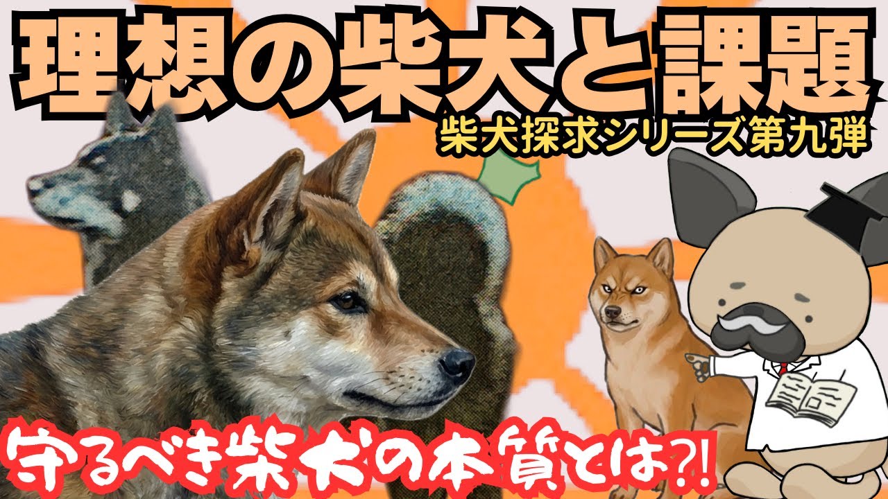 柴犬探究vol.9〜柴犬の本質とは何か⁈〜理想の柴犬と課題
