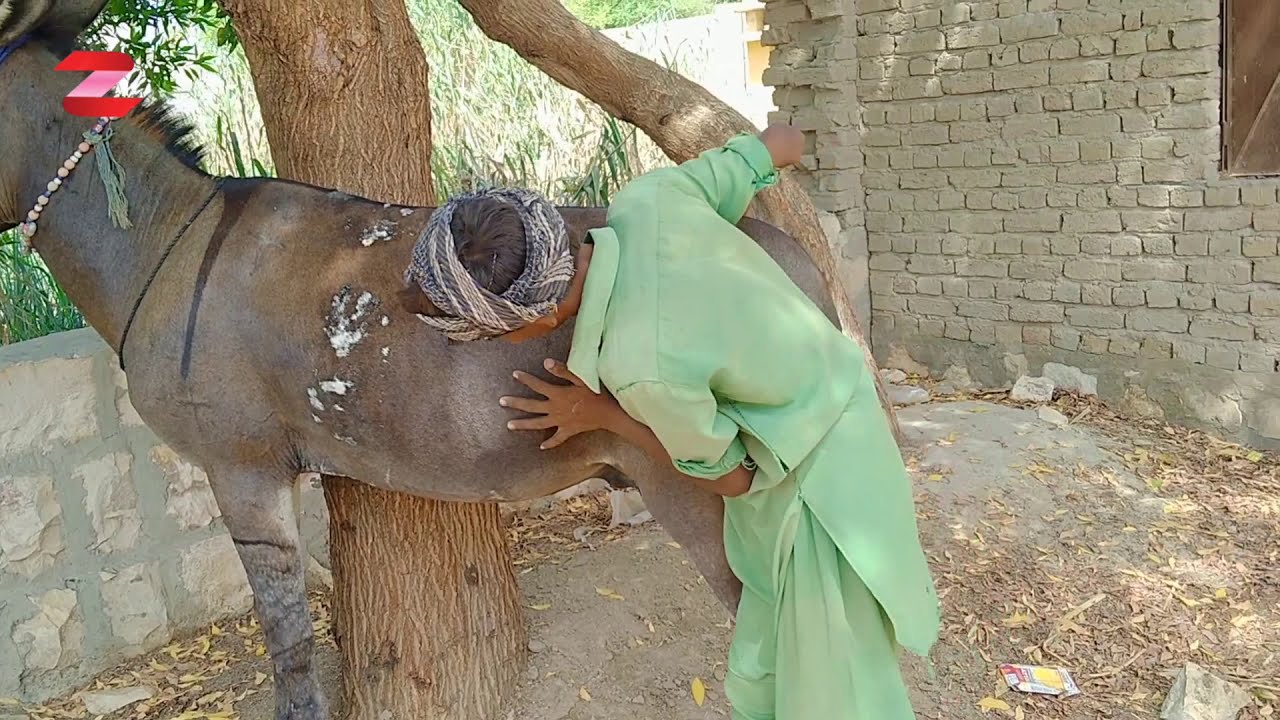 Crazy Man!! Cleaning Big Super donkey video 2020