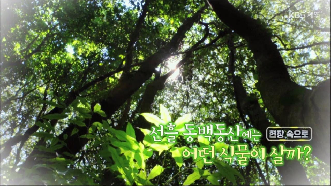 현장 속으로 [선흘 동백동산에는 어떤 식물이 살까?] KBS제주 220504방송