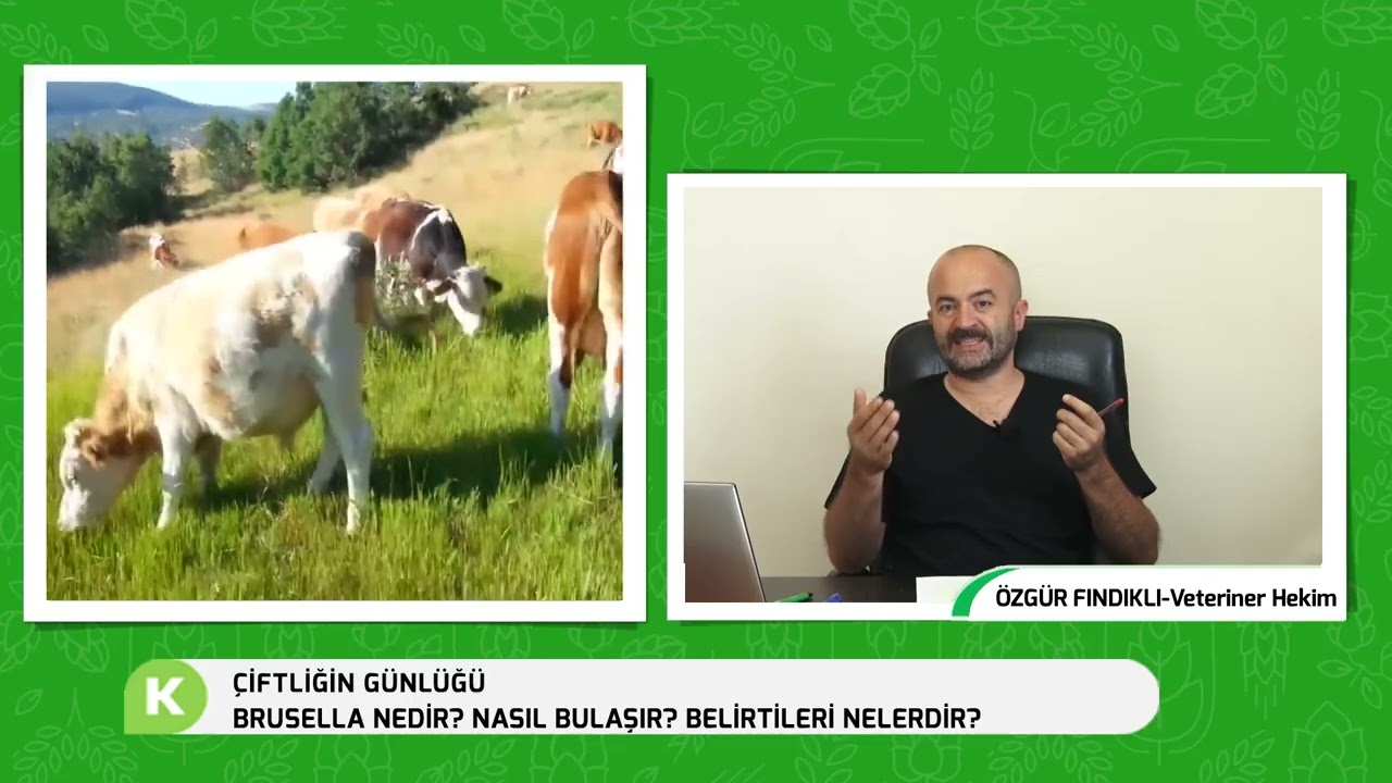 BRUSELLA NEDİR ? NASIL BULAŞIR ? BELİRTİLERİ NELERDİR ? | ÇİTLİĞİN GÜNLÜĞÜ
