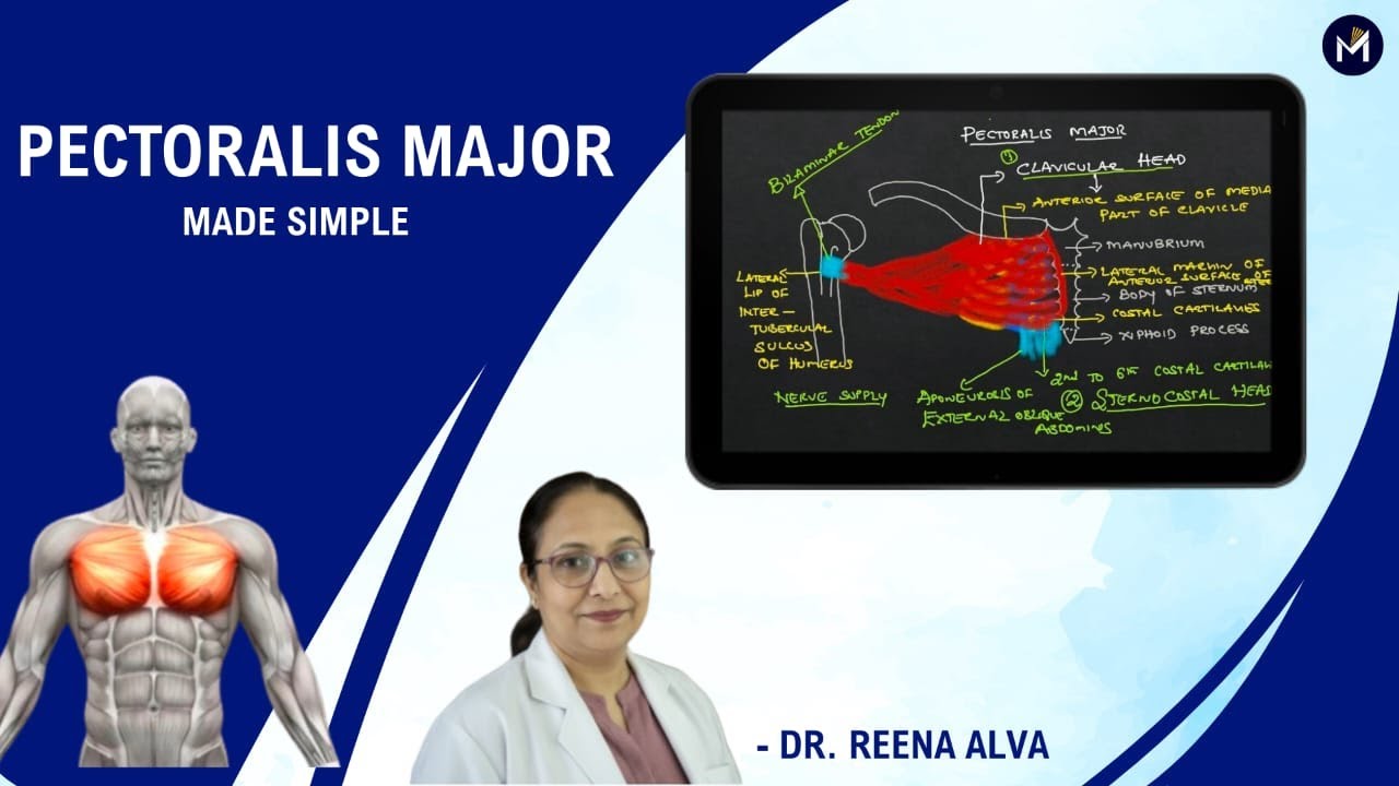 Pectoralis Major - Made simple