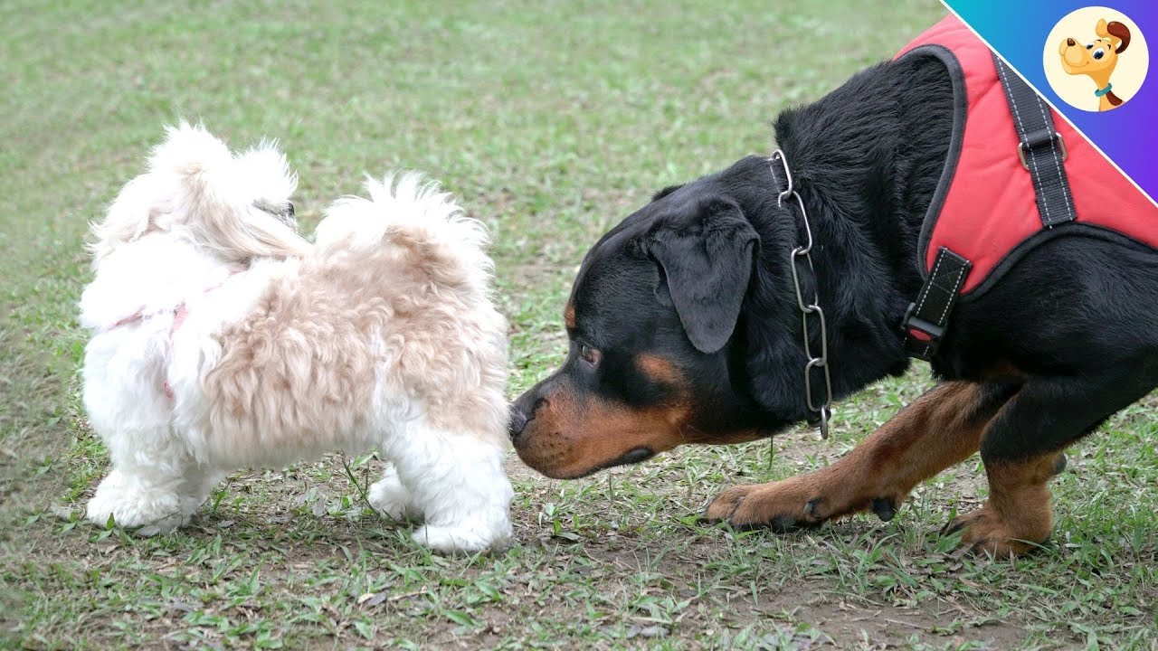 DESHALB riechen sich Hunde gegenseitig am Po!
