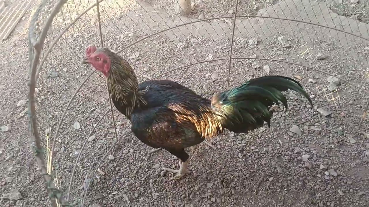 #น่าน เพชรน้ำหนึ่ง ไก่พม่า #เพื่อการเกษตร #เลี้ยงไก่พื้นเมือง