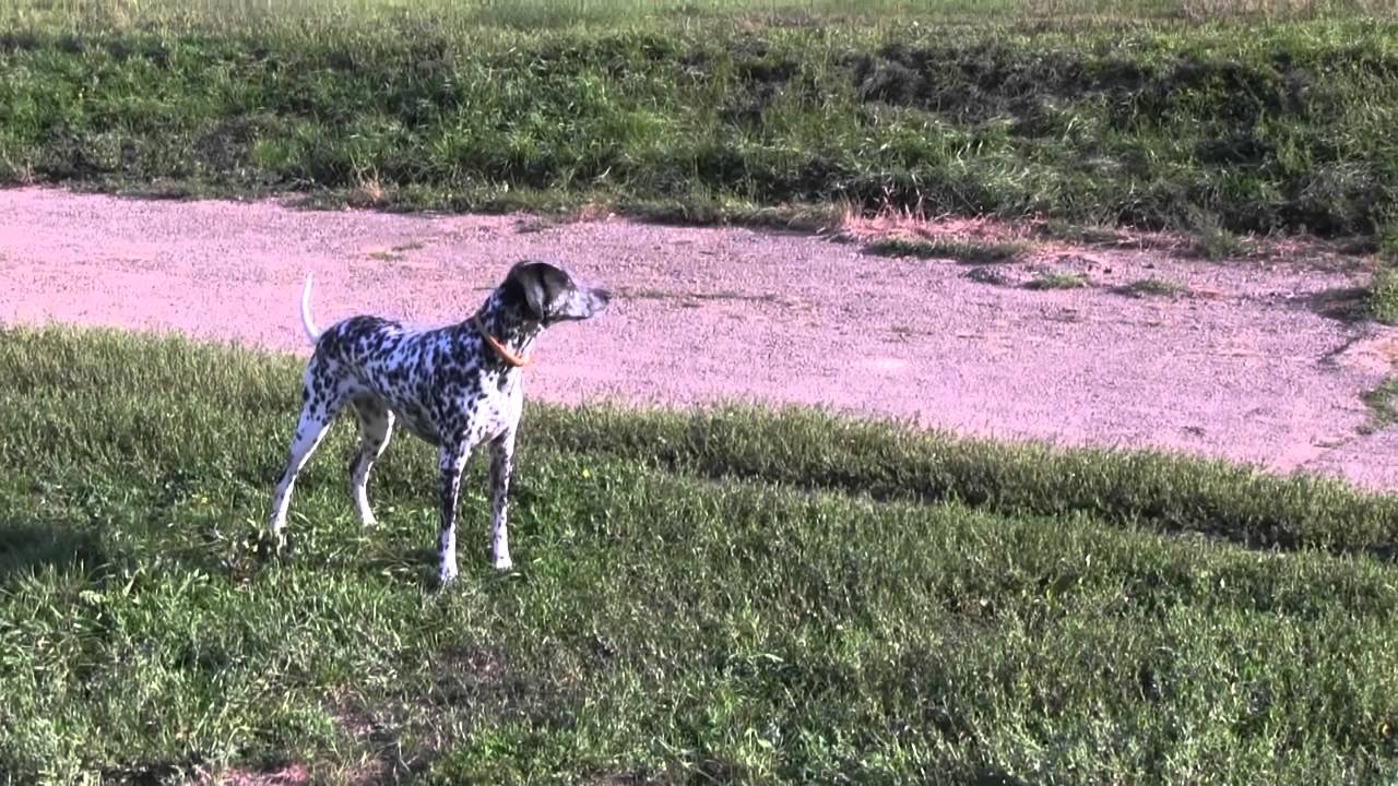 Видеотест камеры Canon XA10