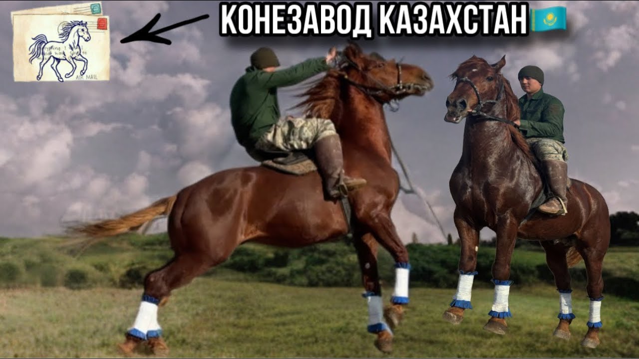 Аспи бузи ба гарания Конезавод Казахстан бренд 0090 Аспхона шаҳри Хучанд 31 января 2026 г.