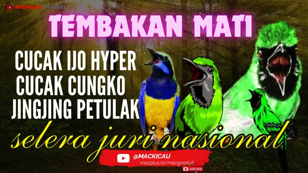 Masteran Cucak ijo full Tembakan Kasar   Mudah Masuk jingjing petulak cungko@mackicau