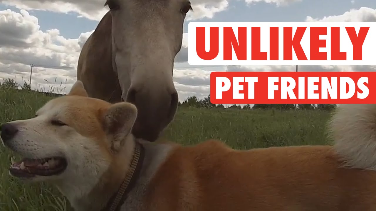 Unlikely Pet Friends Compilation