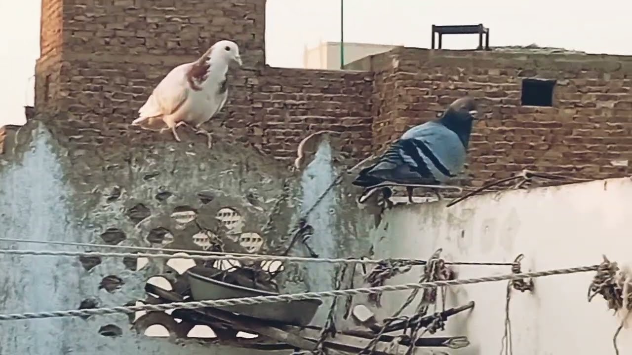 New Series. S1 E25. Birds 🐦 🐦‍⬛ activity on our roof top Wednesday 04.02.2026.