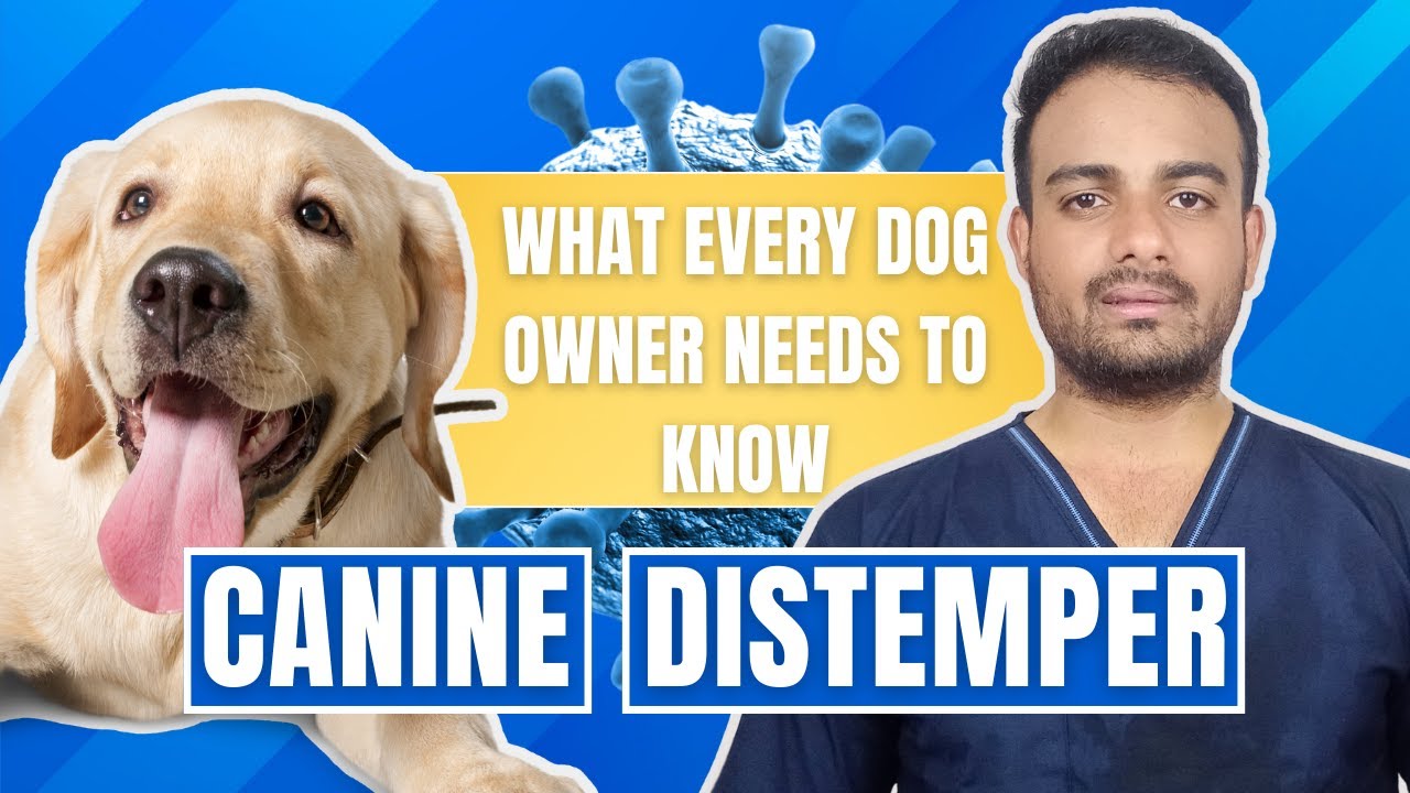 Canine Distemper : What Every Dog Owner Needs to Know | TheDrVet | Paralysis in dogs | CD in Dogs