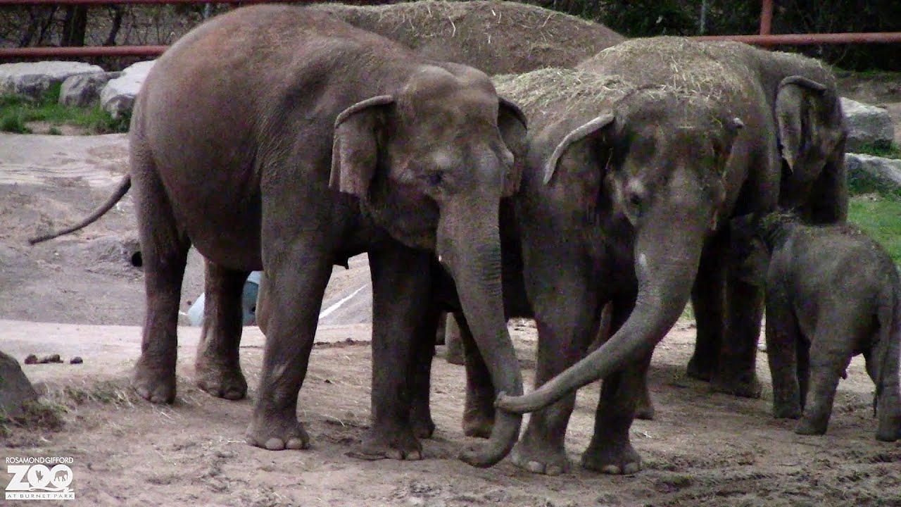 Elephants react during total solar eclipse at Syracuse zoo
