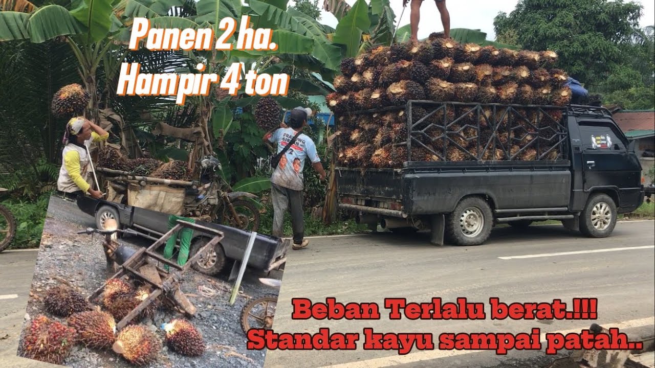Hujan2 panen sawit !!! Muat sawit berlebihan !!! Panen sawit kebun sendiri