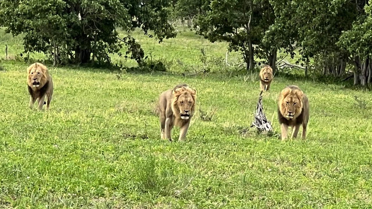 Sekoti and the Renegades reunite! Botswana