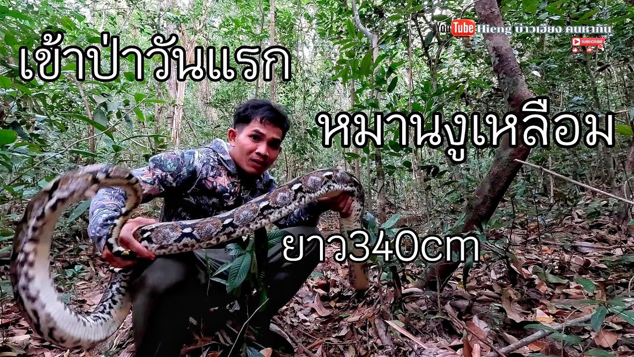 เข้าป่าวันแรกหมานงูเหลือม//ເຂົ້າປ່າວັນແລກຫມານງູເຫລືອມ Hieng บ่าวเฮียง คนหากิน