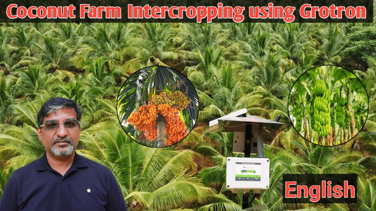 Coconut Farm Intercropping using Grotron | Country Farmss World | Farmagain | Grotron