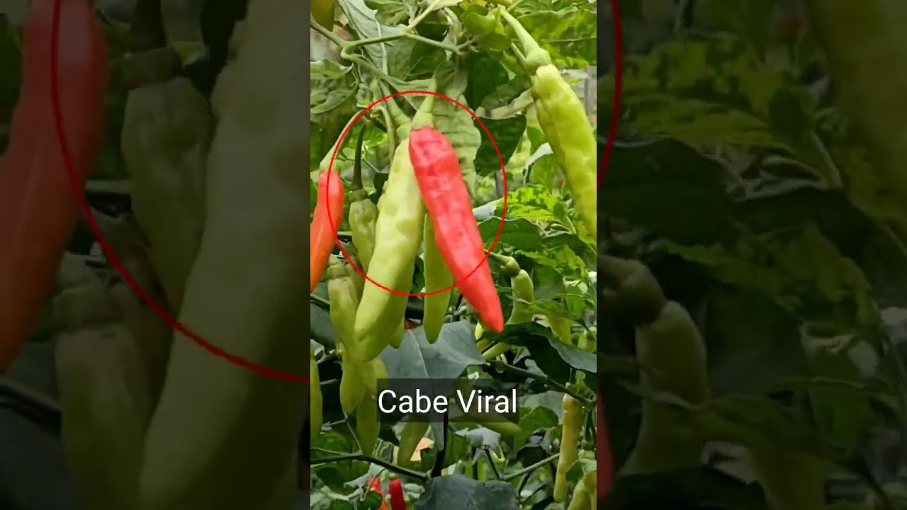 Perbedaan Cabe Viral VS Cabe Kaliber,Mana si yang tebaik