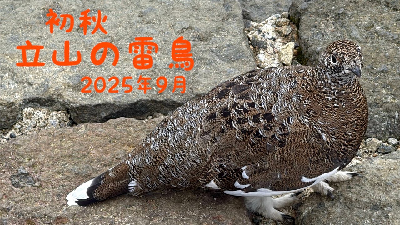 初秋 立山の雷鳥 2025年9月
