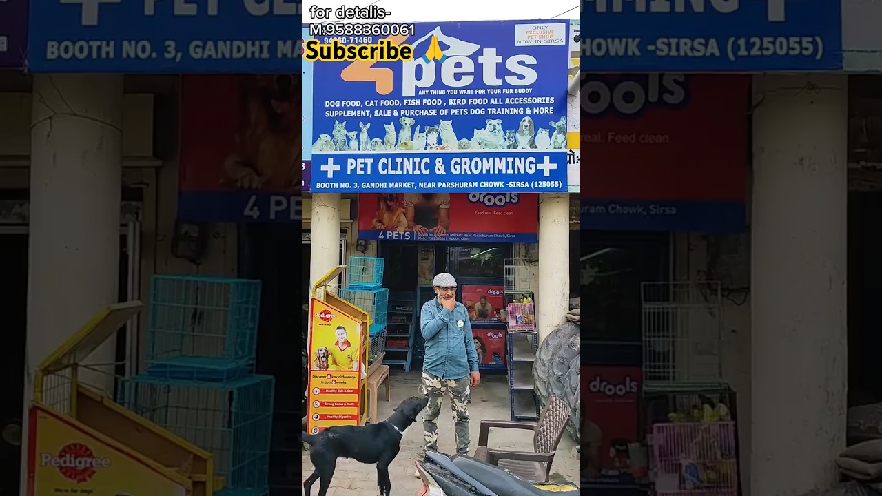 4 pets Sirsa Haryana. #shorts #short #shortvideo #subscribemychannel #petshop #subscribe #sirsa #pet