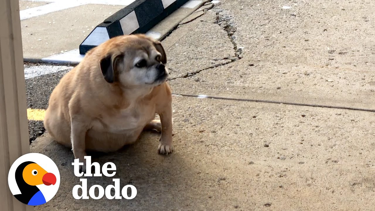 Obese Rescue Dog Can't Stop Smiling When She Loses Half Her Weight | The Dodo Faith = Restored
