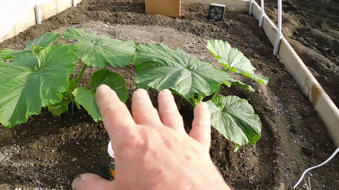 Rooting & Culling Giant Pumpkin plants & more