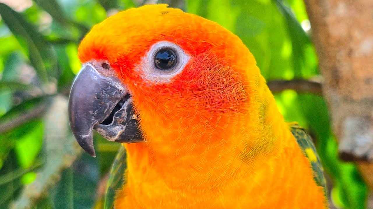 sun conure : beautiful colors Bird sing , Sun conure sounds 1 hour.