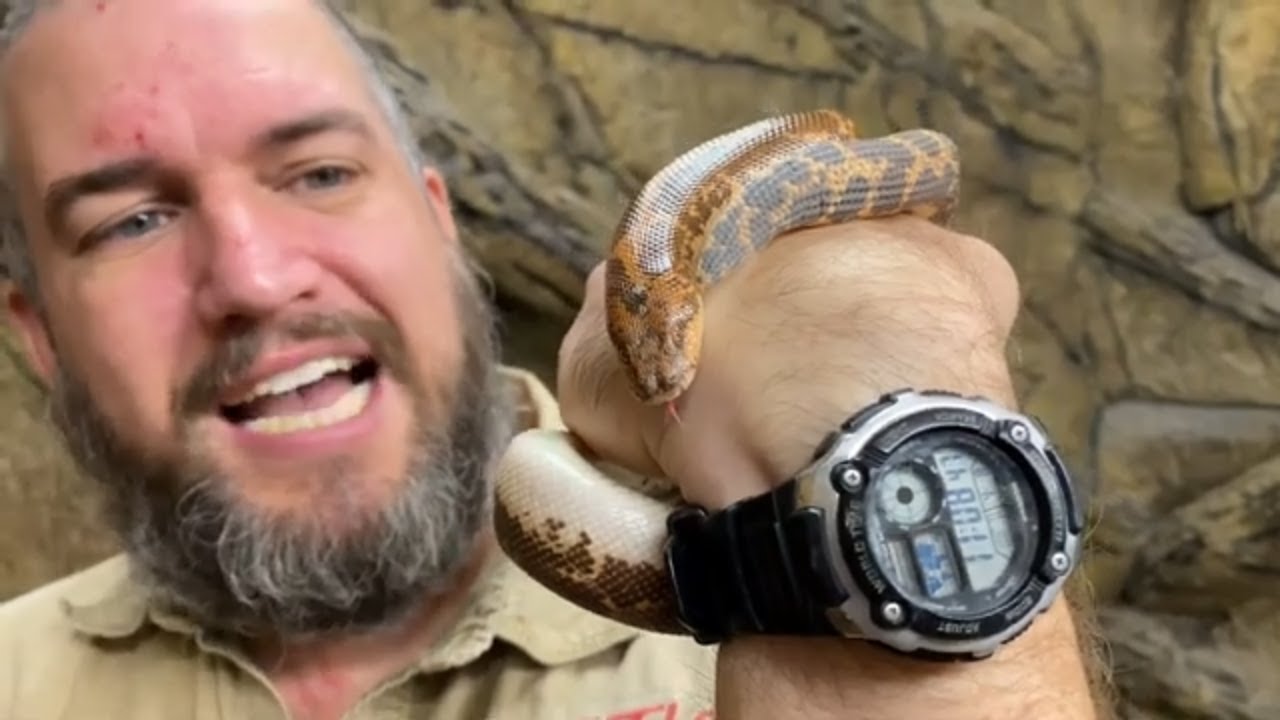 Creature Feature: All About Kenyan Sand Boas!