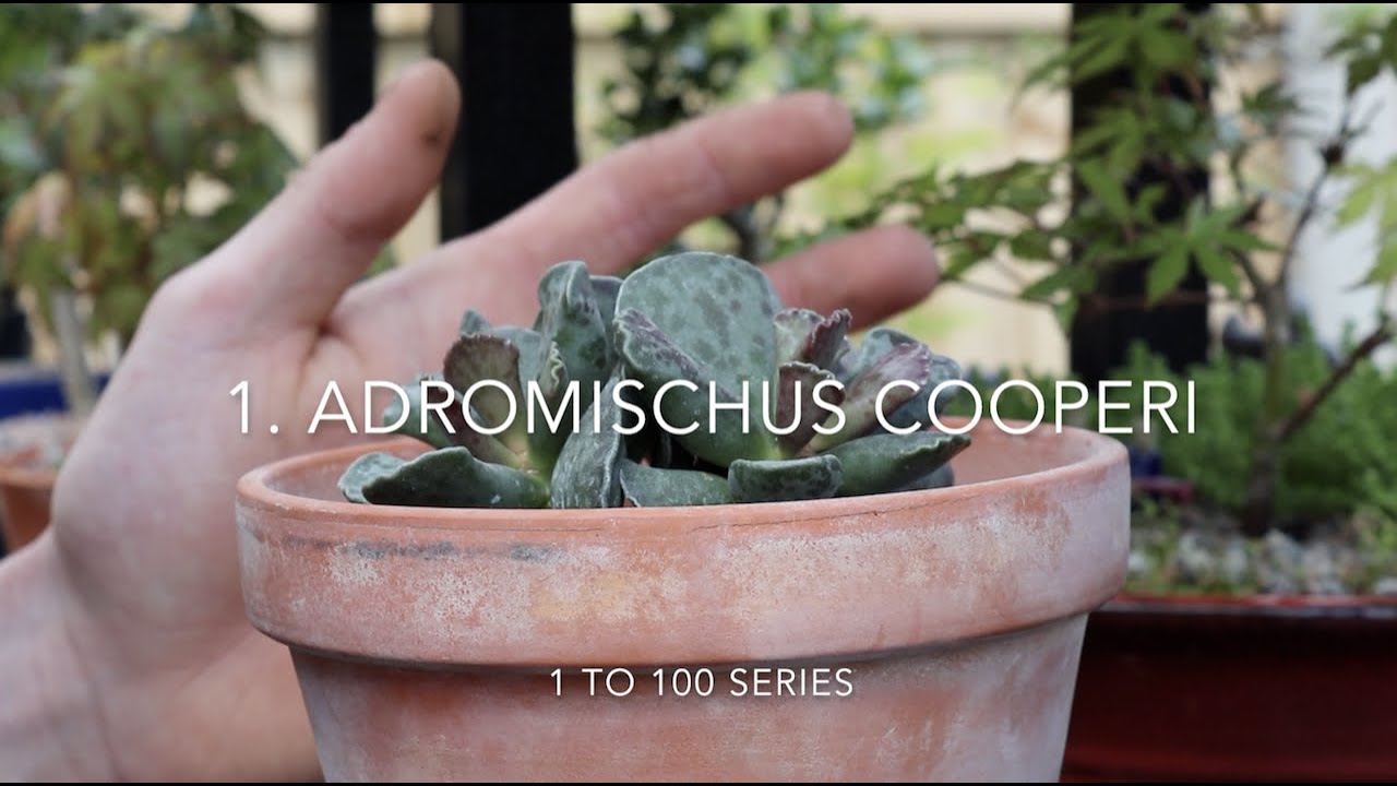 1 to 100 - 1. Adromischus cooperi