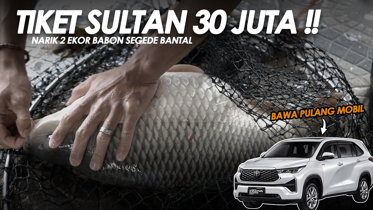 INDUK TERBERAT BAWA PULANG MOBIL MEWAH !! TOTAL HADIAH 1 MILYAR LEBIH  || Am#538